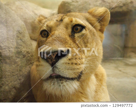 Staring female lion 129497772