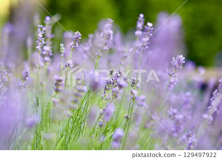 A vibrant field of purple lavender flowers, with a soft focus on the background. High quality photo A vibrant field of purple lavender flowers, with a soft focus on the background. High quality photo 129497922