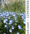 Nemophila season 129498048