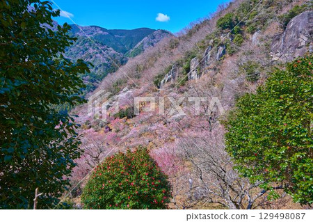 View of the south side (columnar joints) and west side of Makuyama in Yugawara Town, Kanagawa Prefecture, where plum blossoms are in bloom 129498087