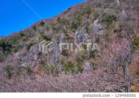 Plum blossoms bloom on Makuyama mountain in Yugawara, Kanagawa Prefecture, where rock climbers 129498088