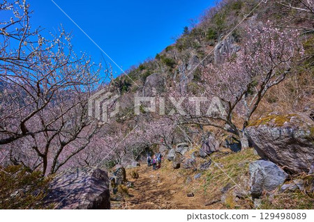 Rock climbers and hikers on Makuyama in Yugawara, Kanagawa Prefecture, where plum blossoms bloom. Rock climbers and hikers on Makuyama in Yugawara, Kanagawa Prefecture, where plum blossoms bloom. 129498089