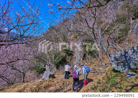 神奈川縣湯河原幕山上的攀岩者和徒步旅行者，這裡梅花盛開。 129498091