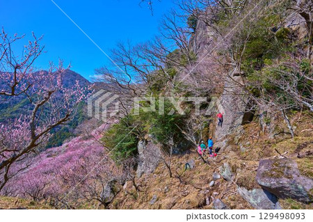 Plum blossoms bloom on Makuyama mountain in Yugawara, Kanagawa Prefecture, where rock climbers Plum blossoms bloom on Makuyama mountain in Yugawara, Kanagawa Prefecture, where rock climbers 129498093