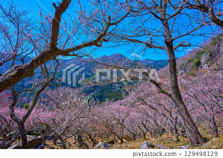 Makuyama and the western side of Yugawara Town, Kanagawa Prefecture, where plum blossoms bloom 129498129