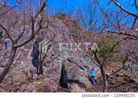 神奈川縣湯河原市幕山的梅花盛開,這裡是攀岩愛好者的天堂 神奈川縣湯河原市幕山的梅花盛開,這裡是攀岩愛好者的天堂 129498130