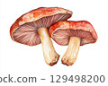 Watercolor Illustration of Vibrant Red Mushrooms with Delicate Gills and Textured Stems on White Background Watercolor Illustration of Vibrant Red Mushrooms with Delicate Gills and Textured Stems on White Background 129498200