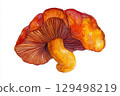 Vibrant Orange Mushroom with Detailed Texture and Unique Color Gradients in a Nature Illustration Vibrant Orange Mushroom with Detailed Texture and Unique Color Gradients in a Nature Illustration 129498219