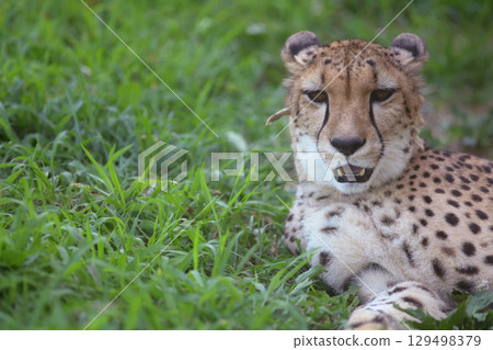 A cheetah spends the hot summer in the shade 129498379