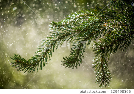 Needles of pine branches on the background of splashing water 129498566