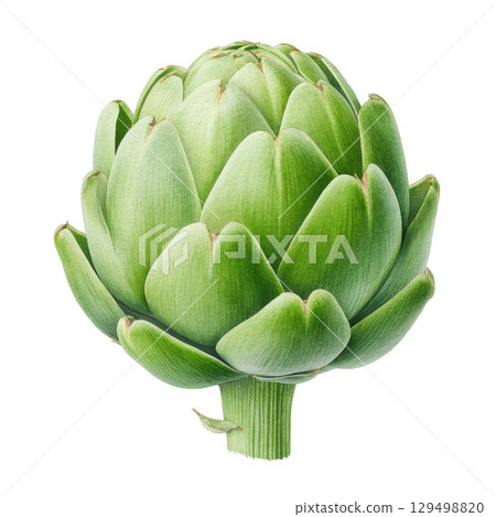 Vibrant watercolor art of fresh green artichoke with detailed leaves and stem showing natural texture and beauty in realistic style 129498820