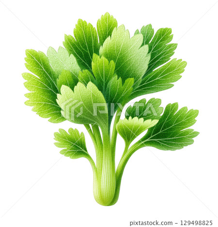 Watercolor illustration of fresh green celery leaves with detailed texture and vibrant colors creating natural and lively botanical 129498825