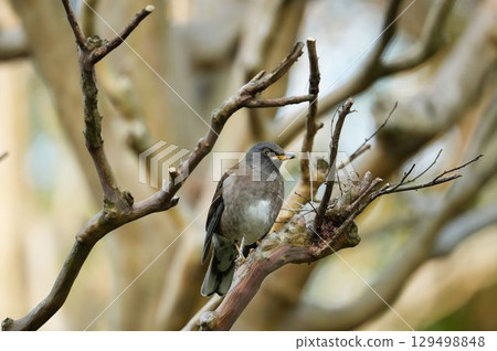 White-throated Sparrowhawk in the sunlight filtering through the trees 129498848