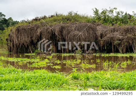 River boat trip at Parana do Mamori in the Amazon rainforest about 100 km south of Manaus in Brazil 129499295