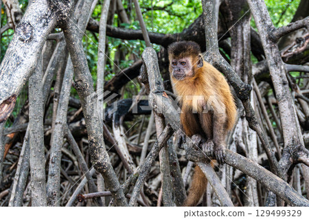 Little monkeys at the broom village in Vassouras, Barreirinhas, Maranhao, Brazil 129499329