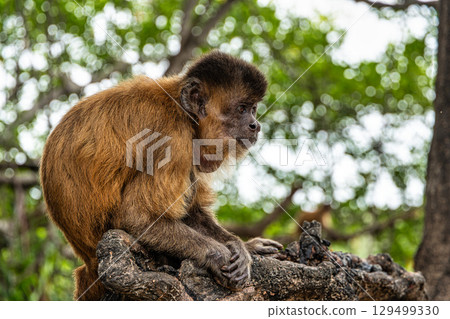 Little monkeys at the broom village in Vassouras, Barreirinhas, Maranhao, Brazil Little monkeys at the broom village in Vassouras, Barreirinhas, Maranhao, Brazil 129499330