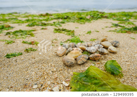 Shells collected on the beach, shell digging 129499395