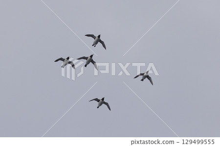 群飛的普通海鳩 群飛的普通海鳩 129499555