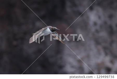 Flying murre Flying murre 129499738