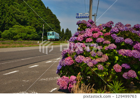 Hydrangeas blooming in the Satoyama, a train and a waterwheel 129499763