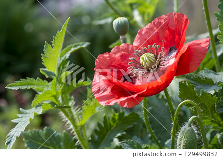 red poppy flowers in the garden 129499832