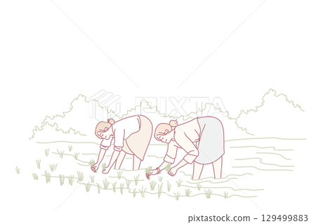 Women working on rice fields 129499883