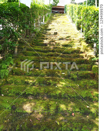 寺廟裡的苔蘚樓梯 129499970