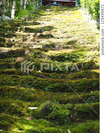 寺廟裡的苔蘚樓梯 129499972
