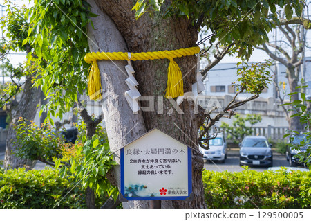 Tsunashiki Tenmangu Shrine - Tree of Good Relationships and Marital Harmony (Kobe City, Hyogo Prefecture) 129500005
