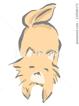 博美犬面向前方 129500173