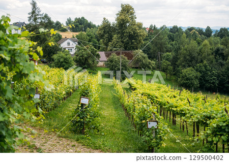 Neatly maintained vineyard rows with labeled vines stretch toward a farmhouse in a lush rural setting. Craft wine, local winemakers, micro-wineries, regional identity 129500402