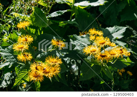 Bright yellow wildflowers blooming in a sunlit patch of dense forest foliage. Pollinator support, mountain biodiversity, native plant species, ecosystem resilience 129500403