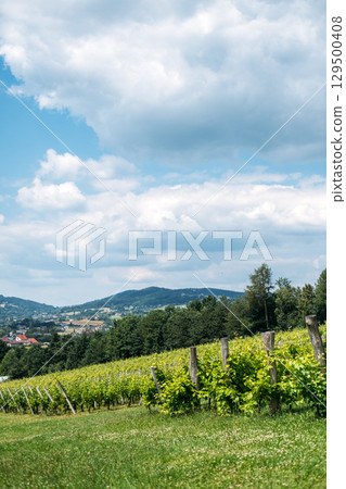 Vineyard rows stretch across a hillside near a forest and small town under a partly cloudy sky. Sustainable vineyards, climate change adaptation, regenerative agriculture, green viticulture Vineyard rows stretch across a hillside near a forest and small town under a partly cloudy sky. Sustainable vineyards, climate change adaptation, regenerative agriculture, green viticulture 129500408