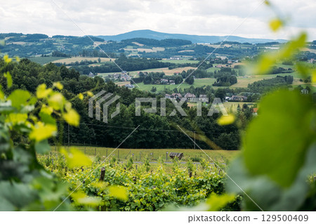 Rural landscape with patchwork fields, scattered farmhouses, and vineyard leaves in the foreground under a partly cloudy sky. Agricultural resilience, eco-friendly farming, local economies Rural landscape with patchwork fields, scattered farmhouses, and vineyard leaves in the foreground under a partly cloudy sky. Agricultural resilience, eco-friendly farming, local economies 129500409