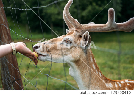 Close-up of a fallow deer being gently fed by a human hand through a fence in a grassy enclosure. Ethical wildlife interaction, animal empathy, mindful tourism, human-animal bond Close-up of a fallow deer being gently fed by a human hand through a fence in a grassy enclosure. Ethical wildlife interaction, animal empathy, mindful tourism, human-animal bond 129500410
