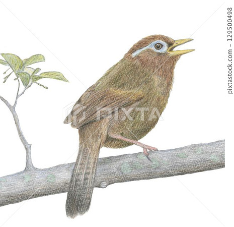 Hwamei_Colored pencil drawing Hwamei_Colored pencil drawing 129500498