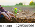 person is planting a seedling in the dirt 129500566