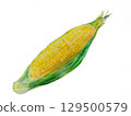 Corn 129500579