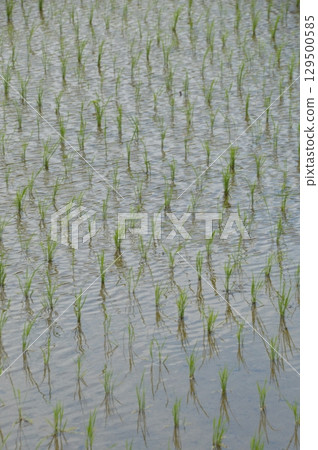水稻種植後的稻田 水稻種植後的稻田 129500585