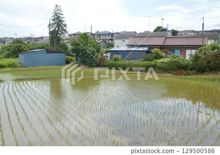 水稻種植後的稻田 水稻種植後的稻田 129500586
