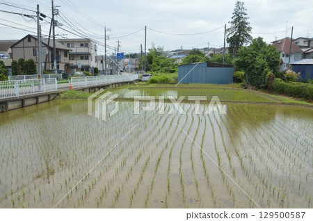 水稻種植後的稻田 水稻種植後的稻田 129500587