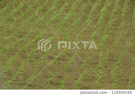 水稻種植後的稻田 水稻種植後的稻田 129500588