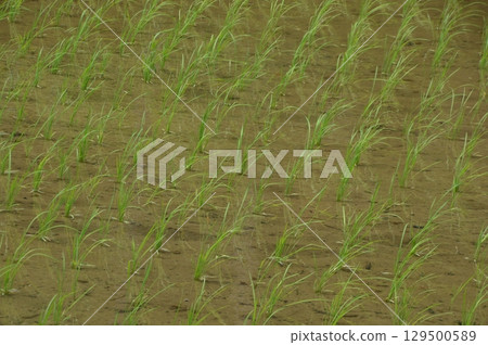 水稻種植後的稻田 水稻種植後的稻田 129500589