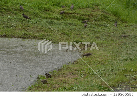 Rice paddy after rice planting 129500595