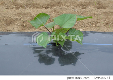 東京郊區的田野 129500741