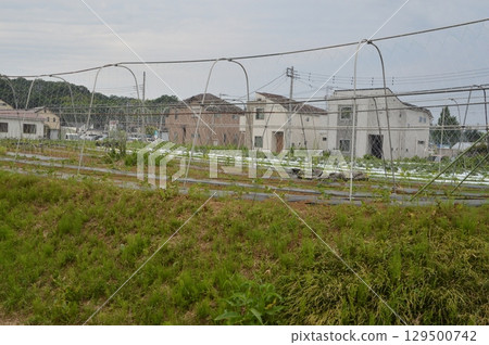 東京郊區的田野 129500742