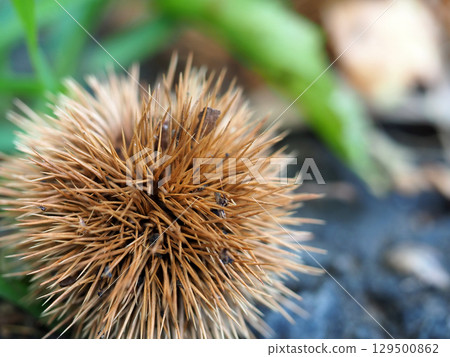 Close-up of fallen chestnut burrs Close-up of fallen chestnut burrs 129500862