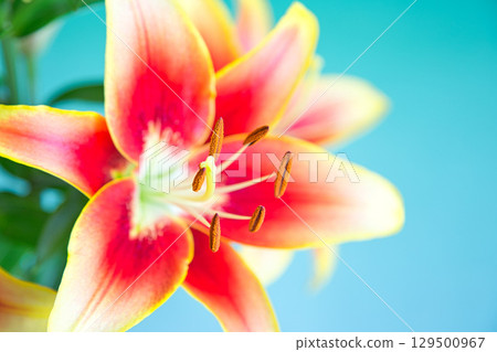 Table Photo - Casablanca Flowers Table Photo - Casablanca Flowers 129500967