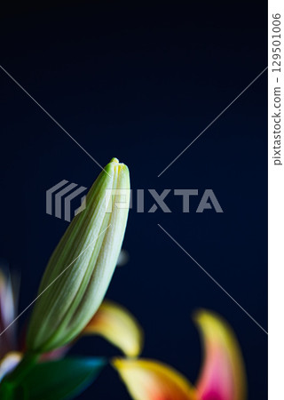 Table Photo - Casablanca Flowers 129501006