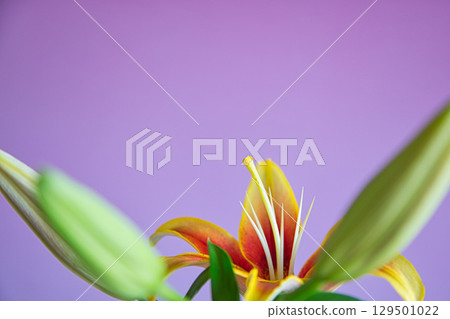Table Photo - Casablanca Flowers Table Photo - Casablanca Flowers 129501022